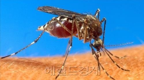 소두증을 유발하는 것으로 알려져 있는 지카바이러스는 매개하는 이집트숲모기 사진. [사진=헤럴드경제DB]