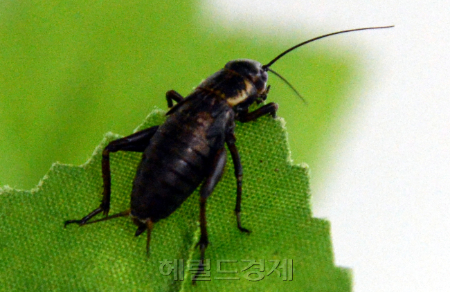 ［사진출처=헤럴드경제DB］