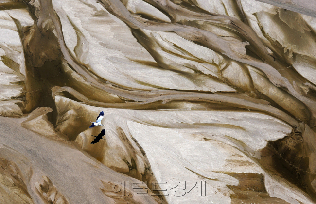 feature 부문 <말라버린 소양강..목마른 왜가리> 국민일보 서영희 기자