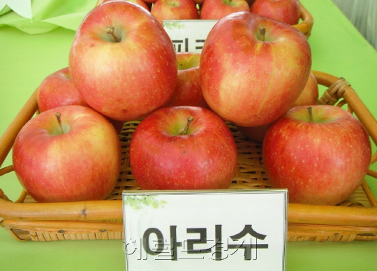 중소형 사과 아리수[사진=헤럴드DB]