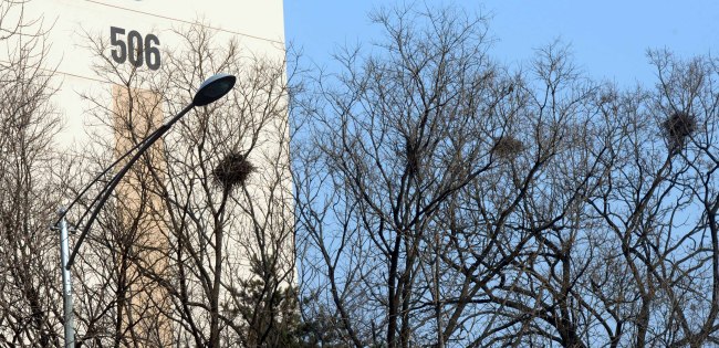 [도시개발의 그늘②]“새똥이 늘었어요” 집잃은 도시텃새 대이동-copy(o)1