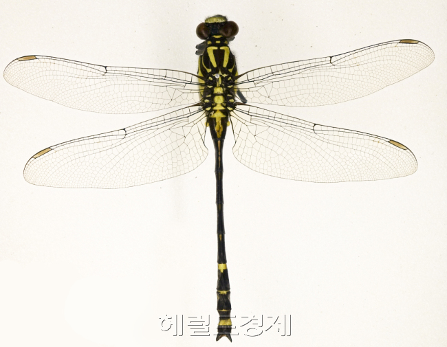 노란배측범잠자리 [사진=헤럴드경제DB]