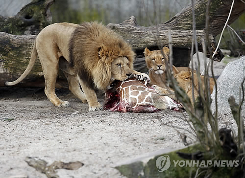 (Yonhap)