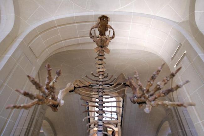 Radiocarbon dating of a bear’s knee bone reveals that it was hunted by humans in B.C. 10,500 as opposed to earlier evidence of human life in Ireland dated at B.C. 8,000. (AFP)