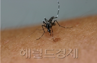 지카 바이러스 감염증을 매개하는 모기로 국내 서식하는 흰줄숲모기 [사진=헤럴드경제DB]