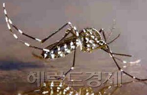 지카 바이러스 매개체로 알려진 ‘이집트 숲 모기’[사진=헤럴드경제DB]