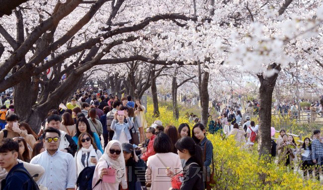 5일 여의도 봄꽃축제 기간을 맞아 국회주변 여의서로에 많은 인파가 몰렸다. 상춘객들은 벚꽃이 만발한 강변길을 걸으며 사진도 찍고 이야기도 나누며 추억을 남겼다. 정희조 기자/chehco@heraldcorp.com