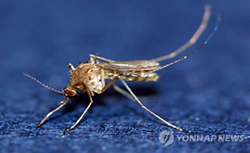 (Yonhap)