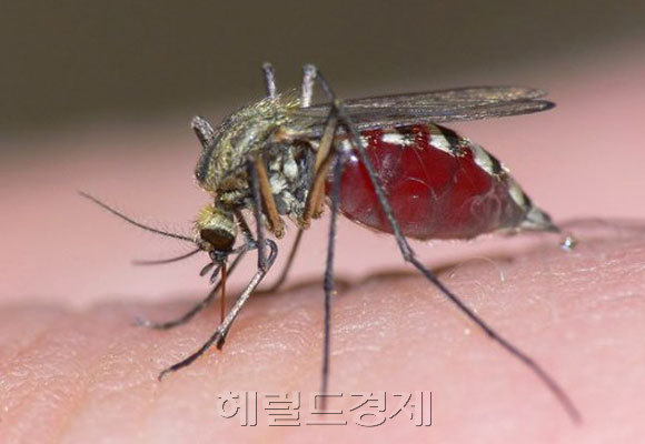 (사진설명)작은빨간집모기 [사진=헤럴드경제DB]