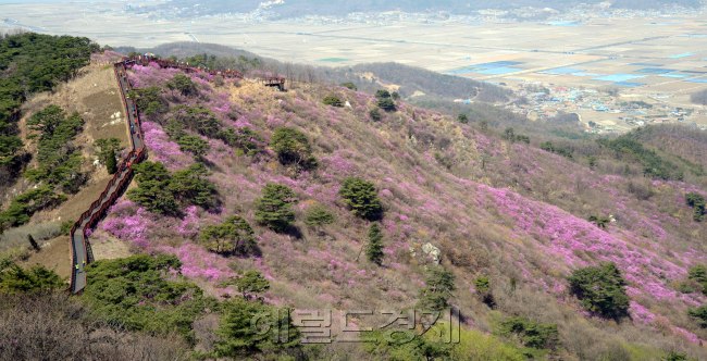 12일 오늘부터 26일까지 열리는 강화고려산 진달래축제를 앞두고 축제가 열리는 고려산능선 진달래군락지가  만개하고 있다. 고려산 진달래는 우리나라에서 제일 늦게 피는 곳으로 산정상에서 보는서해와 임진강등 주변경관이 수려해 많은 탐방객이 찾고 있다. 정희조 기자/checho@heraldcorp.com