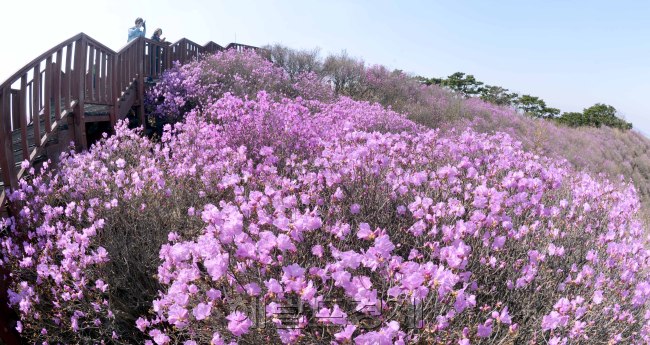 12일 오늘부터 26일까지 열리는 강화고려산 진달래축제를 앞두고 축제가 열리는 고려산능선 진달래군락지가  만개하고 있다. 고려산 진달래는 우리나라에서 제일 늦게 피는 곳으로 산정상에서 보는서해와 임진강등 주변경관이 수려해 많은 탐방객이 찾고 있다. 정희조 기자/checho@heraldcorp.com