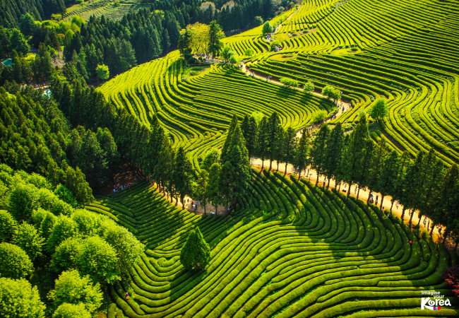 Aerial view of the Boseong Green Tea Plantation in Boseong-gun, Jeollanam-do  (Korea Tourism Organization)