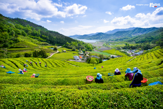 Scene from the Boseong Green Tea Plantation in Boseong-gun, Jeollanam-do  (Korea Tourism Organization)