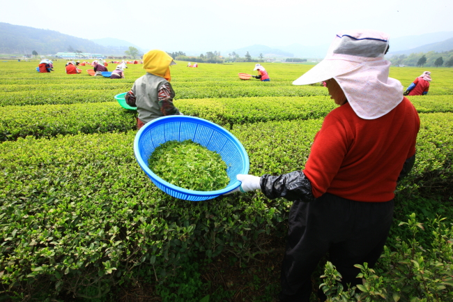Farmers collect tea leaves at Boseong Green Tea Plantation in Boseong-gun, Jeollanam-do. (Korea Tourism Organization)