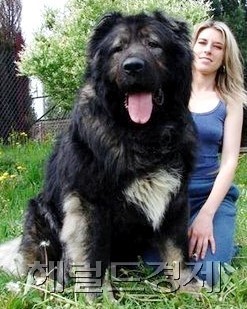 오브차카 [사진=헤럴드경제DB]