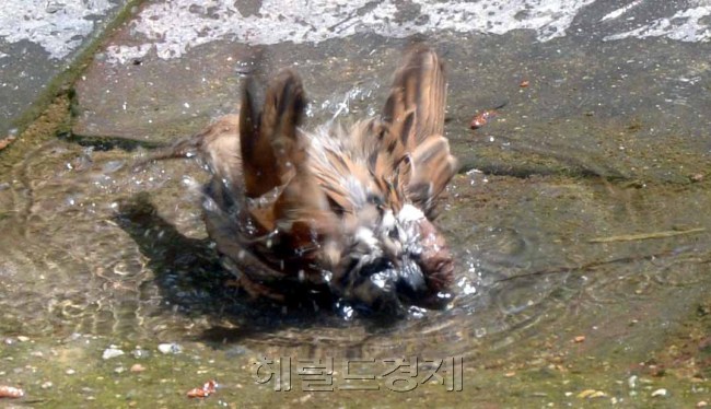 13일 조계사 경내 조그만 물웅덩이에서 더위를 식히려는 참새가 물을 뒤집어쓰며 물장난을 하고 있다. <br />정희조 기자/checho@heraldcorp.com  160513
13일 조계사 경내 조그만 물웅덩이에서 더위를 식히려는 참새가 물을 뒤집어쓰며 물장난을 하고 있다.
정희조 기자/checho@heraldcorp.com  160513