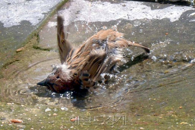 13일 조계사 경내 조그만 물웅덩이에서 더위를 식히려는 참새가 물을 뒤집어쓰며 물장난을 하고 있다. <br />정희조 기자/checho@heraldcorp.com  160513
13일 조계사 경내 조그만 물웅덩이에서 더위를 식히려는 참새가 물을 뒤집어쓰며 물장난을 하고 있다.
정희조 기자/checho@heraldcorp.com  160513