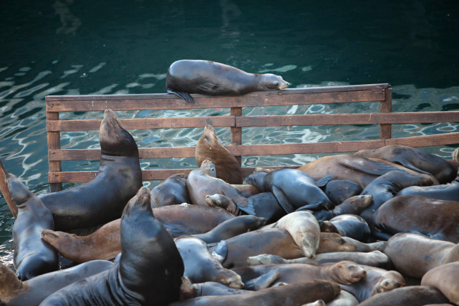 Sea lions relax at Fisherman‘s Wharf in Monterey, California, in 2014. (Patrick Tehan/Bay Area News Group/TNS)
