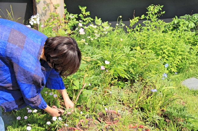 Kim Jung-hwan, owner of A House Bed & Breakfast in Samcheong-dong, Seoul, tends to her rooftop garden. (Julie Jackson/The Korea Herald)