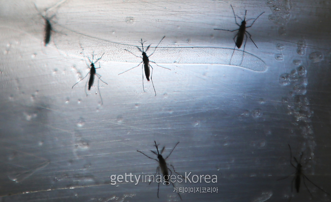 지카바이러스 매개체인 이집트 모기 [사진=게티이미지]