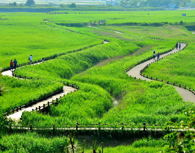 Suncheon Bay in summertime (Suncheon City Government)