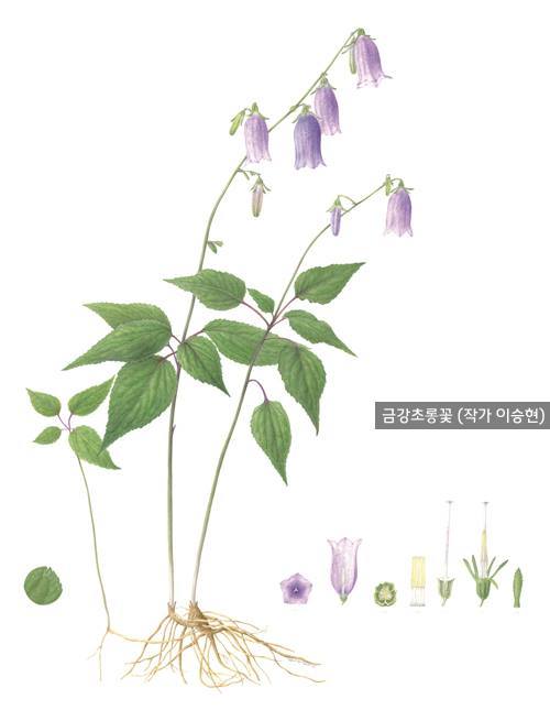 금강초롱꽃 세밀화. 지난 7월 '2016 국립수목원 식물세밀화 특별전시회'에 출품된 이승현 작가의 작품. [사진=국립수목원 캡쳐]