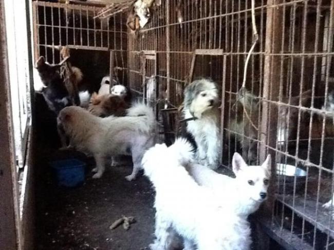 고의적으로 동물을 괴롭히지 않더라도 동물에 대한 무지와 무관심이 동물학대를 부르기도 한다. 동정심에서 유기동물을 데려다 키우다 불어나는 개체 수를 감당하지 못하고 학대로 이어지는 ‘애니멀 호딩’이 대표적이다.
[사진제공=동물사랑실천협회]