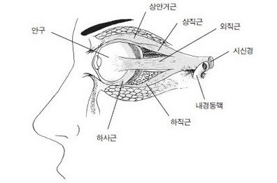 ▲ 눈의 단면도. 4개의 직근과 2개의 사근이 신경을 통해 뇌와 연결되어 있다