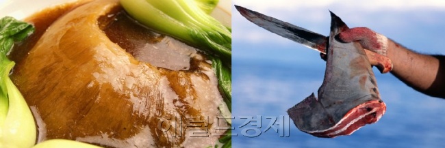 많은 사람들이 진미로 꼽는 샥스핀찜(사진 왼쪽)은 등지느러미만 잘라낸 뒤 몸통을 산 채로 바다에 던지는 야만적인 채취 방법(사진 오른쪽)을 통해 얻어진 원재료로 요리된다. [사진출처=헤럴드경제DB]