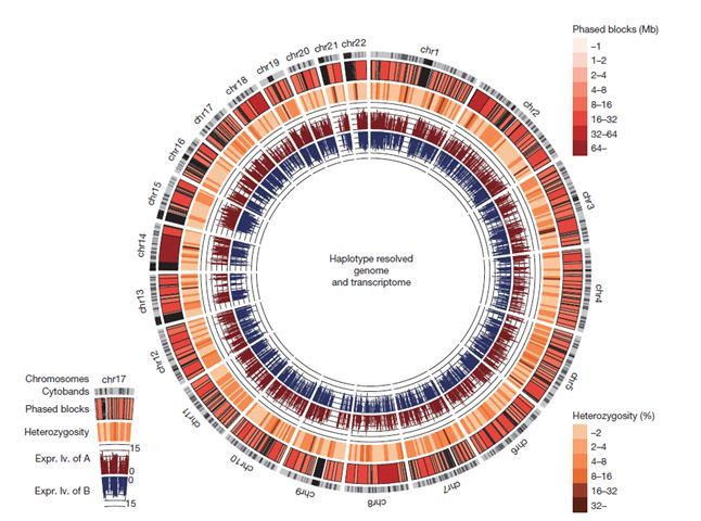A graphic of a human genome based on a Korean individual published in “Nature” on Thursday (Macrogen)