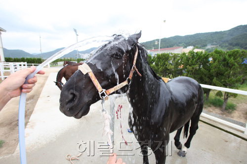 마필관리 [헤럴드사진DB]