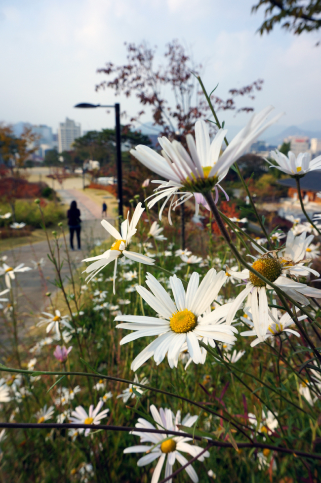 서울 예장동 남산공원에서 촬영한 구절초. 정진영 기자/123@heraldcorp.com
서울 예장동 남산공원에서 촬영한 구절초. 정진영 기자/123@heraldcorp.com