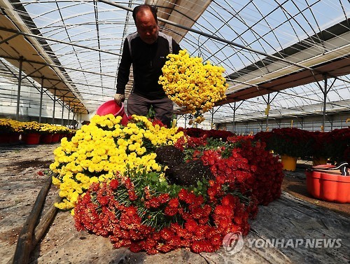 A flower grower destroys unsold chrysanthemums at a farm in Yongin, South of Seoul, on Oct. 25, 2016. (Yonhap)