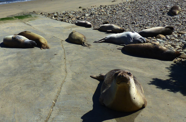 A curious elephant seal looks up to have its photo taken as others bask in the sun on a launching ramp adjacent to an old Coast Guard lifesaving station on Drakes Bay at Point Reyes National Seashore, California. (The Seattle Times/TNS)