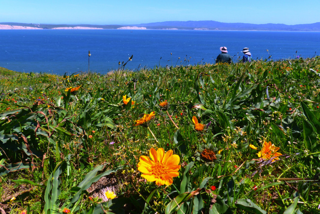 Spring wildflowers accent the scenery at Point Reyes National Seashore, as hikers look out on Drakes Bay. (The Seattle Times/TNS)