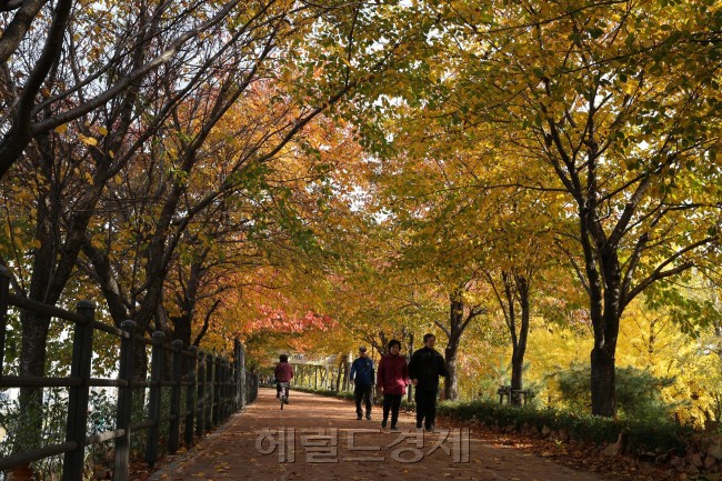 15일 오전 쌀쌀한 날씨에 서울 성동구 송정제방을 찾은 시민들이 노랗고 빨갛게 단풍이 든 제방을 따라 걸으며 산책하고 있다. 송정제방은 중랑천을 따라 벚나무, 은행나무, 플라라타너스 등이 이어져 서울시의 걷고 싶은 거리로 선정된 명소로, 송정동 주민뿐만 아니라 많은 시민들로부터 사랑받는 산책로다. ［사진제공=성동구]　
