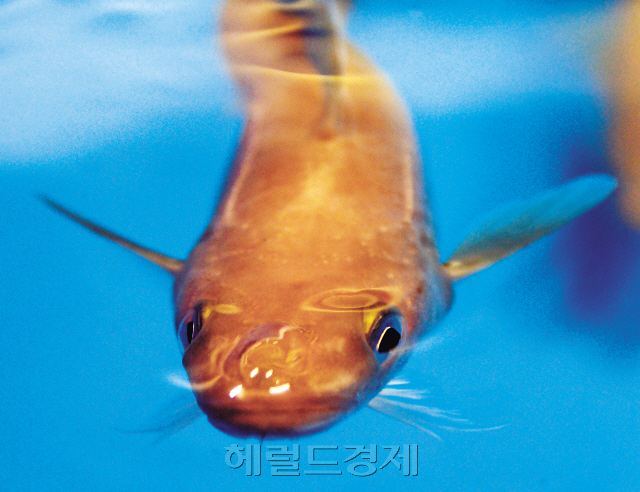 살아 있는 명태가 인공사육 실험실 수조에서 줄지어 유영하고 있다.