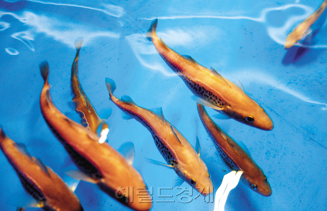 살아 있는 명태가 인공사육 실험실 수조에서 줄지어 유영하고 있다.