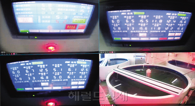 살아 있는 명태가 인공사육 실험실 수조에서 줄지어 유영하고 있다.