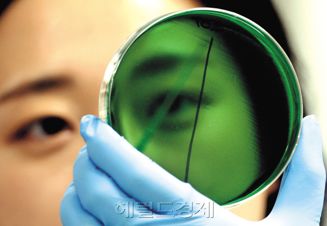 살아 있는 명태가 인공사육 실험실 수조에서 줄지어 유영하고 있다.