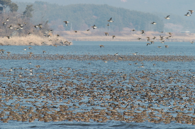 A flock of migratory birds flies over the Geum River. (Geumgang Migratory Bird Observatory)