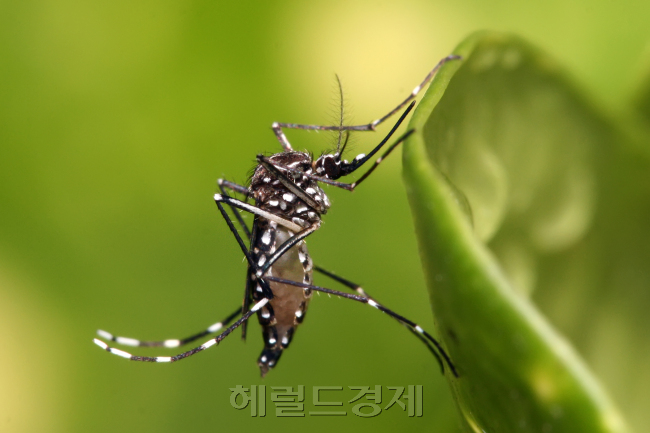 지카바이러스 주요 매개체인 이집트숲모기 [사진=헤럴드경제DB]