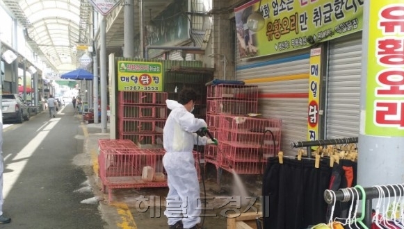 조류 인플루엔자(AI) 확산 방지를 위해 26~27일 48시간 이동중지 명령이 내려진 가운데 박근혜 대통령 하야를 요구하는 시위가 주말을 틈타 전국으로 확산되면서 방역당국에 비상이 걸렸다. [사진=헤럴드DB]