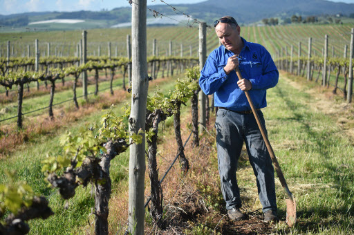 Photo taken on Oct. 29, 2016 shows Winemaker Justin Jarrett checks his vines at his vineyard in Orange, Australia on Oct. 29. (AFP-Yonhap)