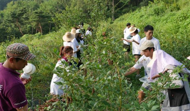 친환경농산물에 대한 가치 확산을 위해 올해초 농림식품부가 마련한 ‘유기농라이프 1박2일 체험단’에 참여한 젊은이들이 친환경농업 현장에서 다양한 활동을 펼치고 있다.  [사진제공=농식품부]