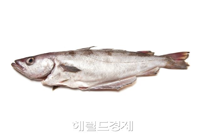 명태ㆍ고등어ㆍ갈치 안전성 검사 깐깐해진다