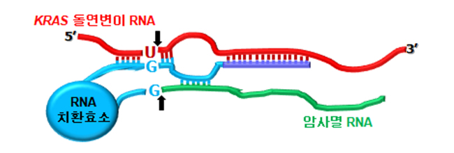 RNA 치환 효소’는 돌연변이된 KRAS RNA 부위 (붉은 색 'U') 를 특이적으로 인지 후 암사멸 기능을 가진 RNA (초록색)로 변환시킴으로써, KRAS 유전자가 돌연변이된 암세포에서만 항암 유전자 발현을 유도한다
RNA 치환 효소’는 돌연변이된 KRAS RNA 부위 (붉은 색 'U') 를 특이적으로 인지 후 암사멸 기능을 가진 RNA (초록색)로 변환시킴으로써, KRAS 유전자가 돌연변이된 암세포에서만 항암 유전자 발현을 유도한다
