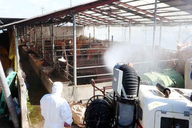 Quarantine officials disinfect a cattle farm in Gwangju, South Jeolla Province, on Monday after this year’s first foot-and-mouth case was confirmed in Boeun, North Chungcheong Province (Yonhap)
