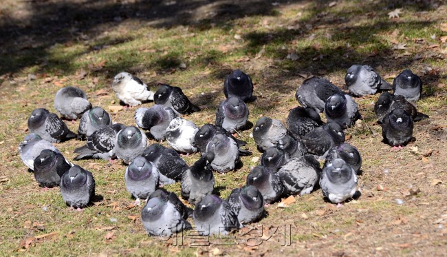 매서운 한파의 날씨를 보이는 10일 오전 서울 남산 도서관의 한 귀퉁이에서 비둘기떼들이 햇볕에서 한껏 웅크린 채 추위를 이겨내고 있다. [사진=박해묵 기자/mook@heraldcorp.com]