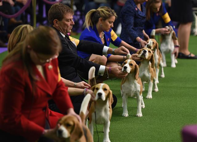 <YONHAP PHOTO-0155> Beagles line up in the judging area during Day One of competition at the Westminster Kennel Club 141st Annual Dog Show in New York on February 13, 2017. / AFP PHOTO / TIMOTHY A. CLARY/2017-02-14 01:14:49/ <저작권자 ⓒ 1980-2017 ㈜연합뉴스. 무단 전재 재배포 금지.>